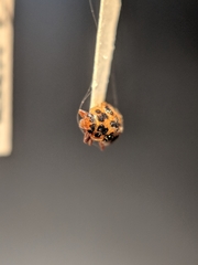 Anisosticta bitriangularis