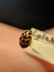 Anisosticta bitriangularis