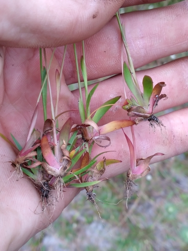 Image of Xyris flabelliformis by (c) Scott Ward, some rights reserved (CC BY)