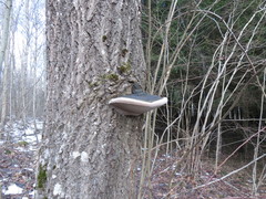 Phellinus populicola