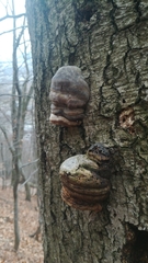 Fomes fomentarius