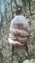 Fomes fomentarius