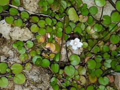Epilobium nummulariifolium