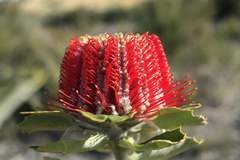 Banksia coccinea