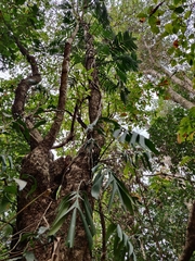 Rhaphidophora