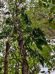Rhaphidophora