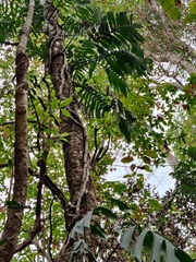 Rhaphidophora