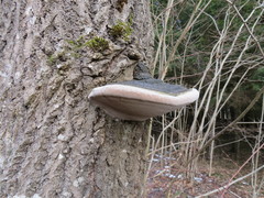 Phellinus populicola