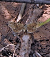 Zabuella tenellus