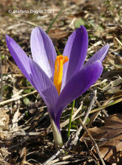 Crocus neapolitanus