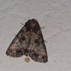 Condica samula
