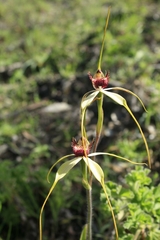Caladenia heberleana