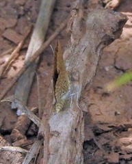 Zabuella tenellus