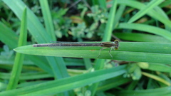 Paracercion v-nigrum