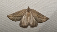 Compsoptera opacaria