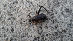 Meloimorpha japonica