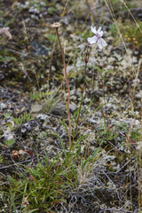Silene stenophylla