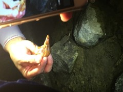 Paramesotriton hongkongensis