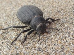 Italomelia