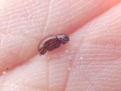 Psammodius basalis