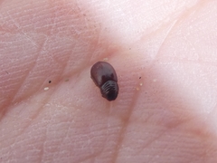 Psammodius basalis