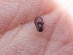 Psammodius basalis