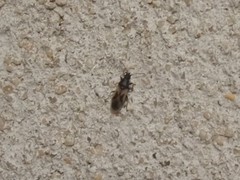 Metopoplax ditomoides