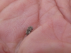 Leichenum pulchellum