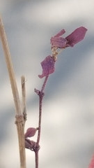 Pterostegia drymarioides