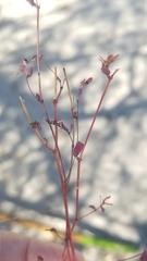 Pterostegia drymarioides