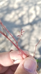 Pterostegia drymarioides