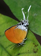 Eooxylides tharis distanti