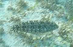 Gobioclinus dendriticus