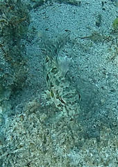 Gobioclinus dendriticus