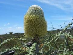Banksia speciosa