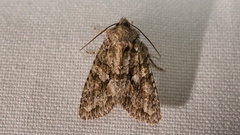 Dryobotodes monochroma