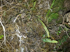 Notogrammitis ciliata