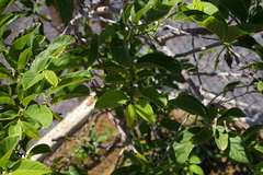 Annona squamosa