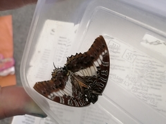 Charaxes brutus