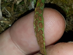 Notogrammitis ciliata