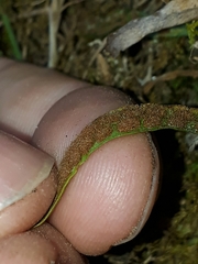 Notogrammitis ciliata