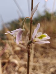 Pachystoma pubescens