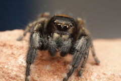 Phidippus olympus