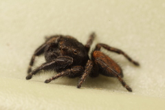 Phidippus olympus