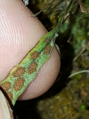 Notogrammitis ciliata