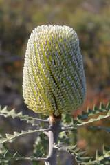 Banksia speciosa
