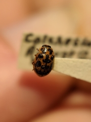 Anisosticta bitriangularis