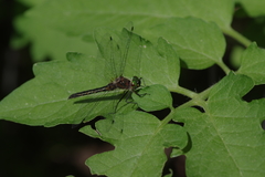 Dorocordulia lepida