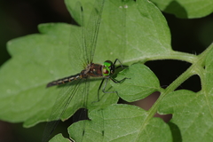 Dorocordulia lepida