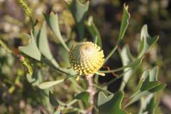 Isopogon trilobus